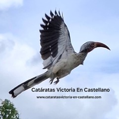 Catáratas Victoria En Castellano 
