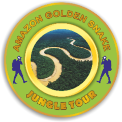 Amazon Golden Snake