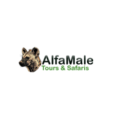 Alfamale tours & safaris