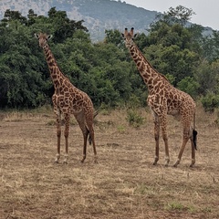 Jados safari 