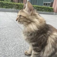 Ye Shanghao