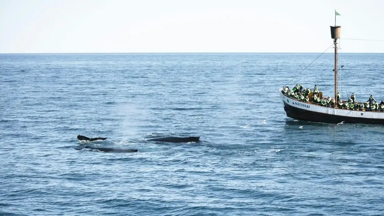 Husavík: Walbeobachtung Tour + Snack Bereitgestellt von North Sailing