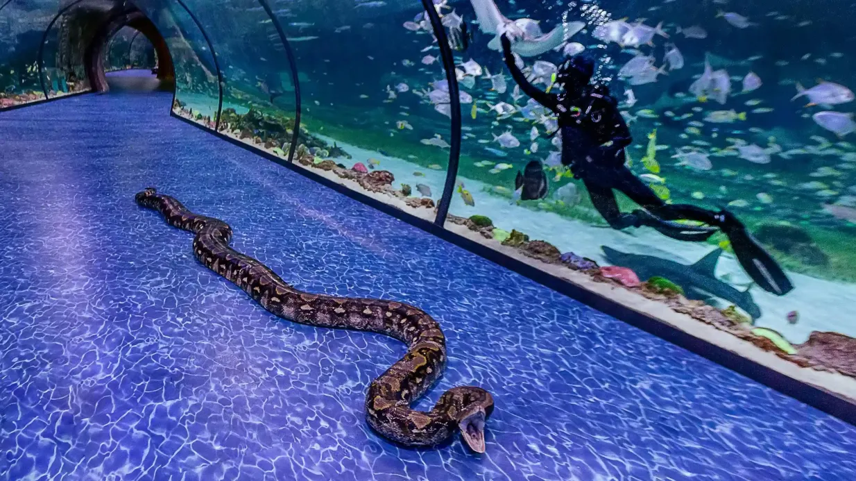 L'Acquario Nazionale di Abu Dhabi: Pass per tutti gli accessi