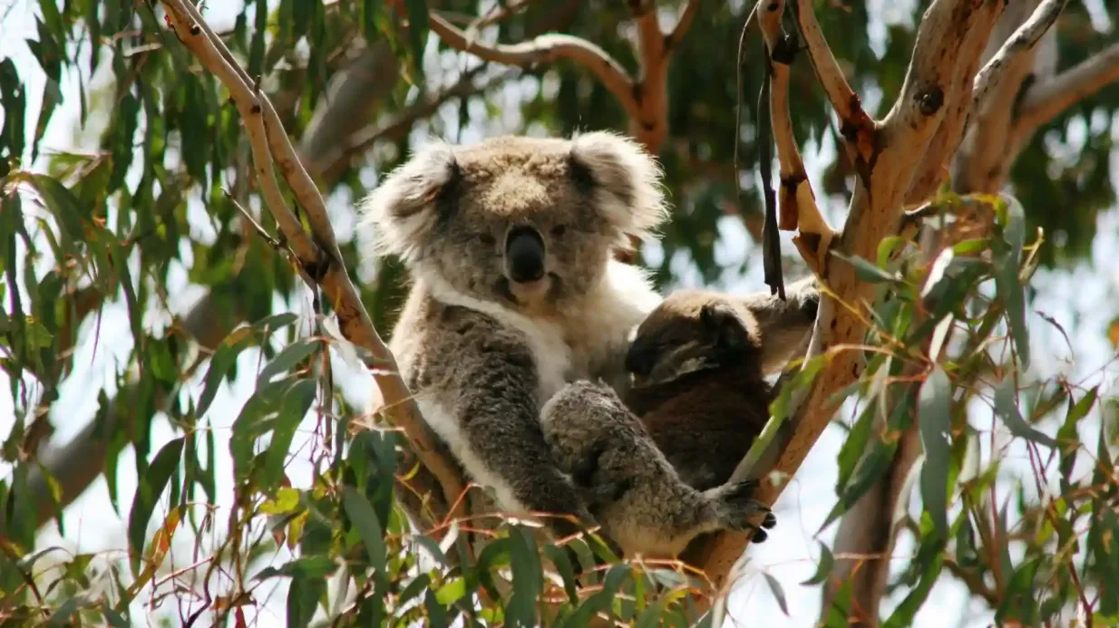 Parcs naturels de l'île Phillip : Entrée dans la réserve de conservation des koalas Fournie par Tiqets International B.V.
