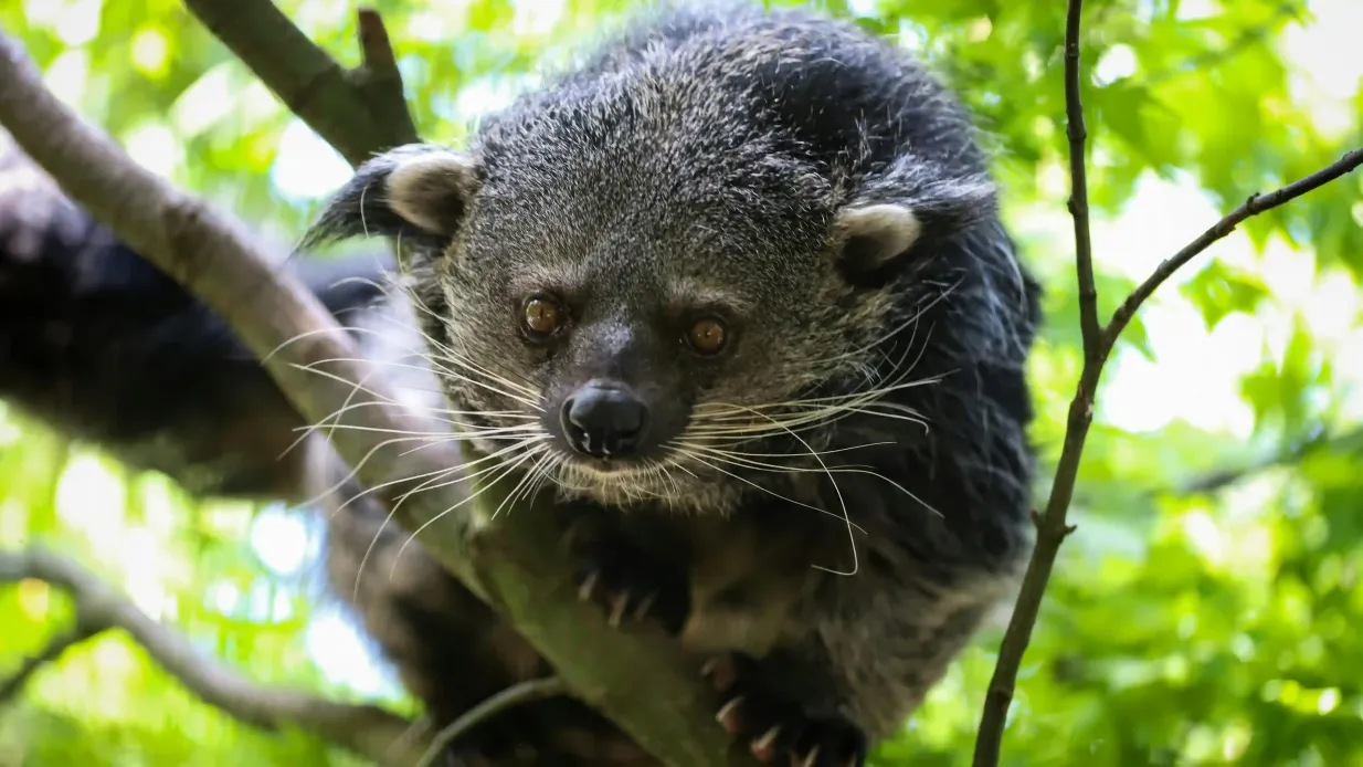 Berlino: Visita guidata al Centro di conservazione delle specie feline e del gatto selvatico di Barnim Fornito da FELIDAE WILDKATZEN- UND ARTENSCHUTZZENTRUM BARNIM