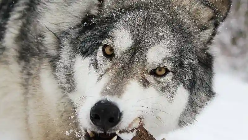 Yamnuska Wolfdog Sanctuary: Eintrittskarte + Führung Bereitgestellt von Discover Banff Tours