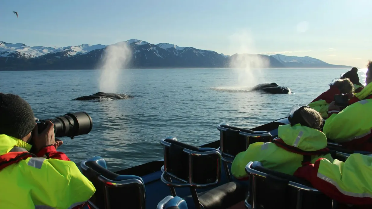 Husavík: Tour zur Wal- und Papageientaucher-Beobachtung in einem RIB-Speedboat Bereitgestellt von Gentle Giants Whale Watching