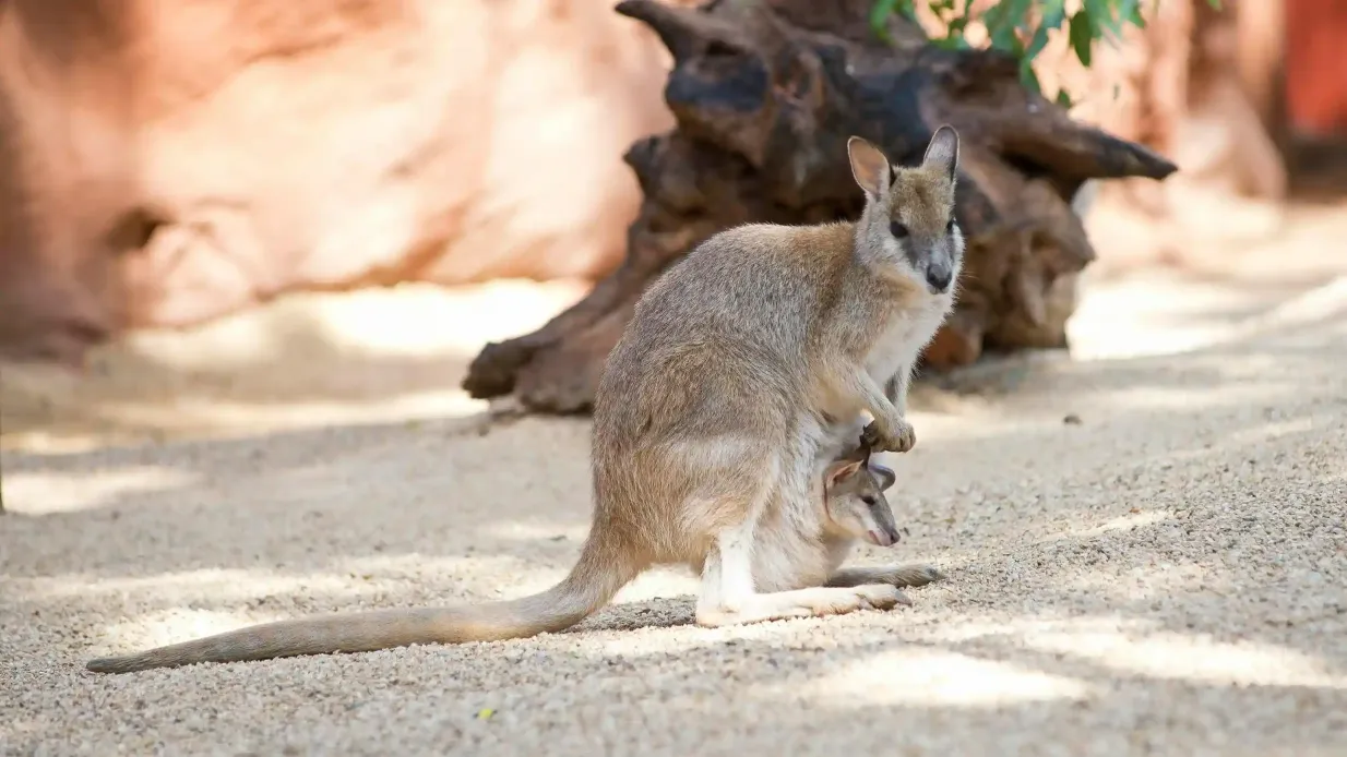 WILD LIFE Sydney Zoo: Eintrittskarte