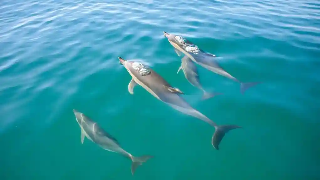 Benagil e Observação de Golfinhos: Passeio de Catamarã saindo de Albufeira Organizado por Várzeamar – Actividades Marítimo Turisticas SA