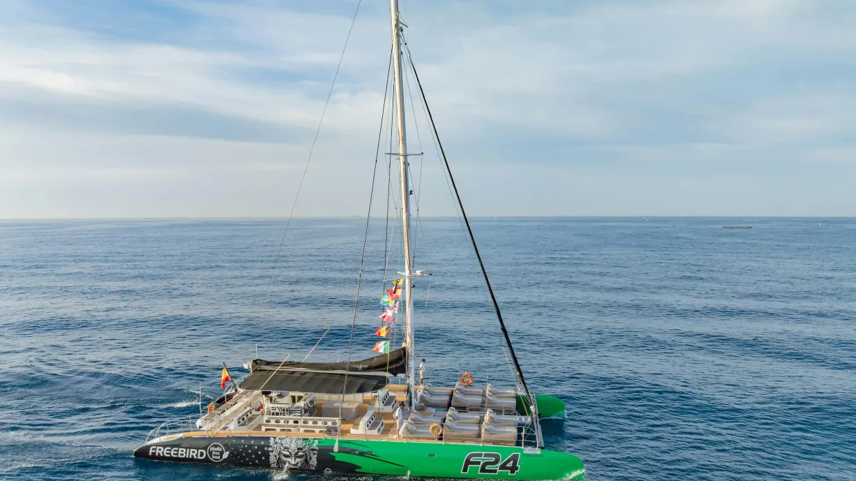 Tenerife: tour di 3 ore per l'osservazione di balene e delfini Fornito da Funcat Primero SL