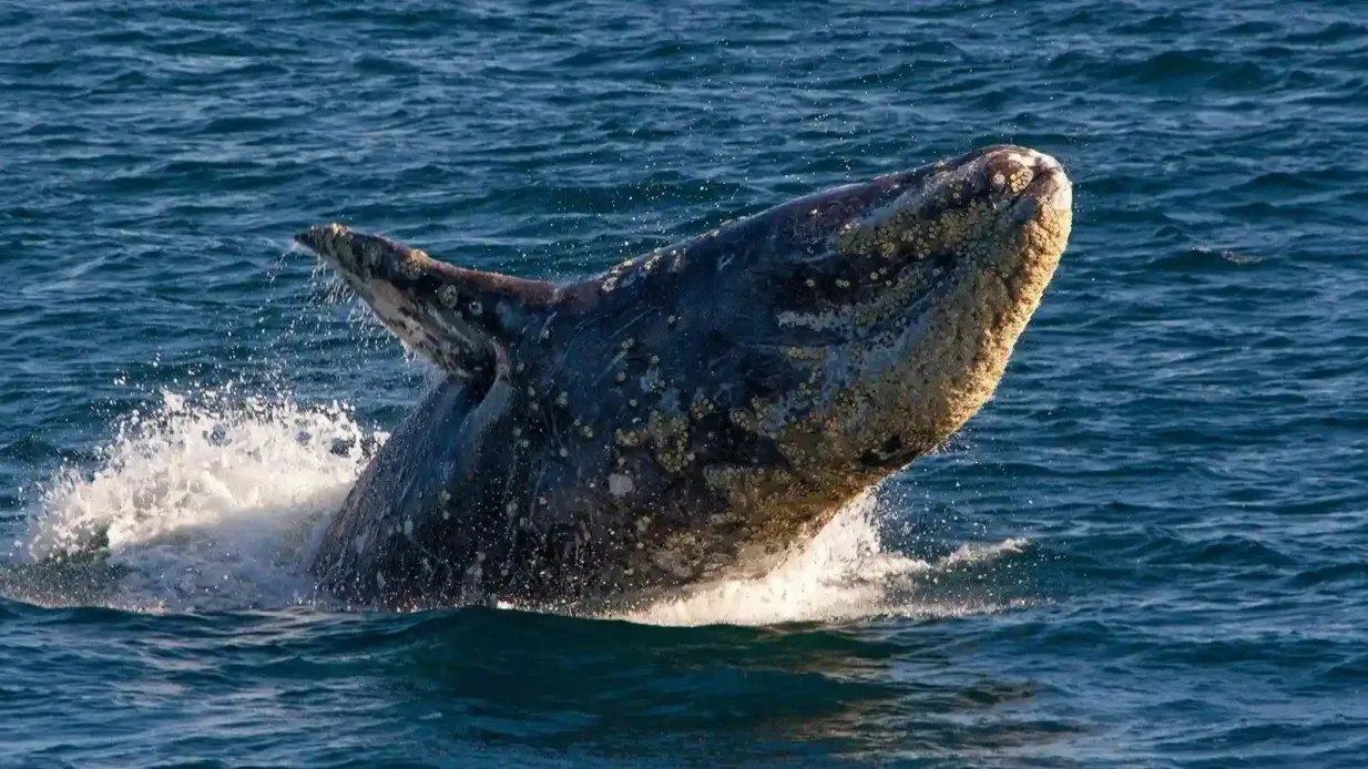 San Diego Harbor: 2-Hour Cruise with Live Guide Provided by Flagship Cruises & Events