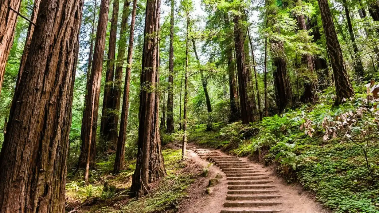 Muir Woods und Sausalito: Morgen Tour von San Francisco Bereitgestellt von Epic Sightseeing, LLC