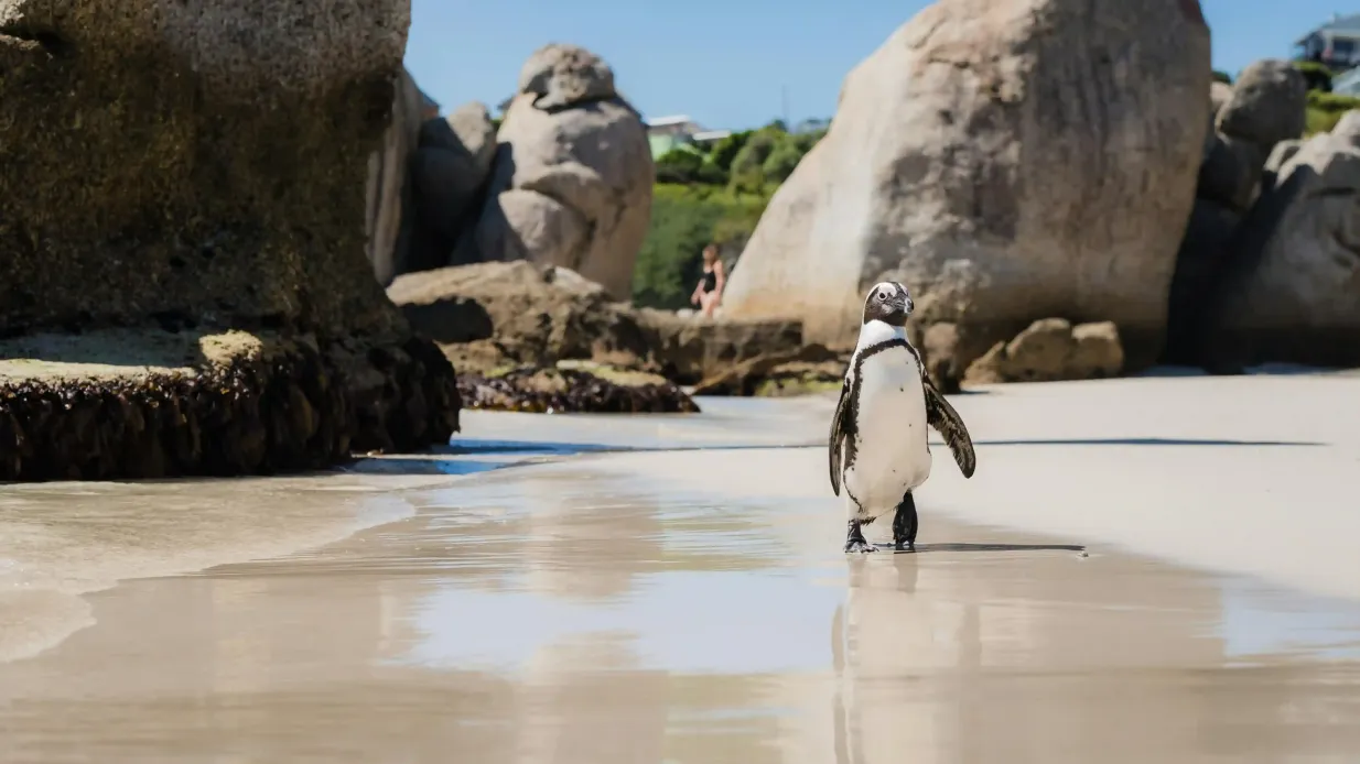 Cape Point y Penguin Explorer Tour Operado por Topless Tours Pty Ltd