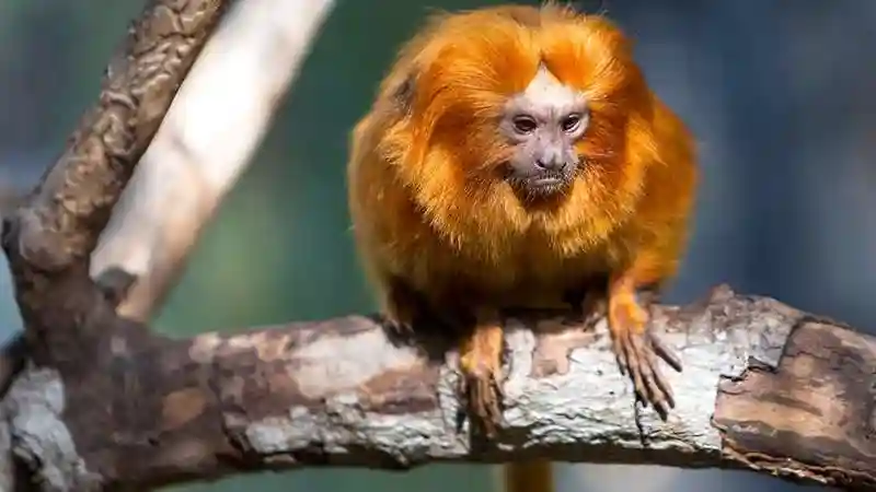 Loro Parque: Eintrittskarte + Transport Bereitgestellt von Atlantico Excursiones S.L.