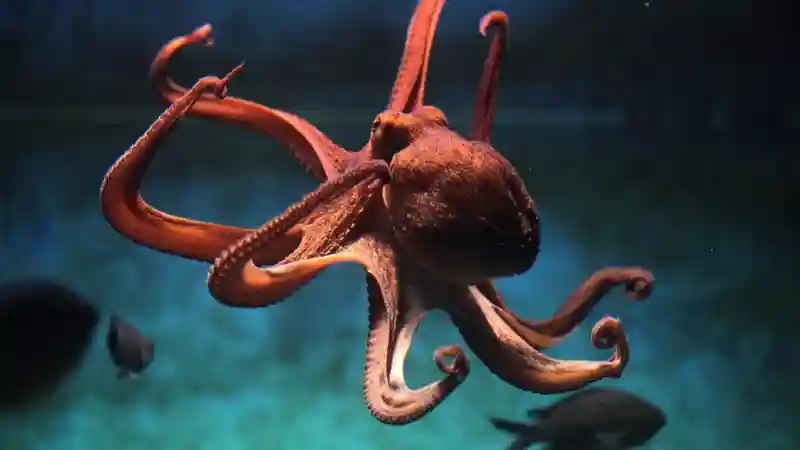 Acquario di Livorno: Entrada Operado por C-WAY srl Unipersonale