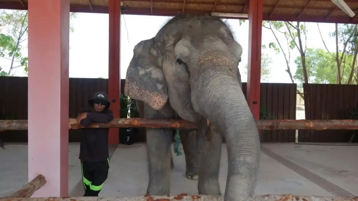 Freedom Elephant Reserve Phuket: Entry + Feeding Experience