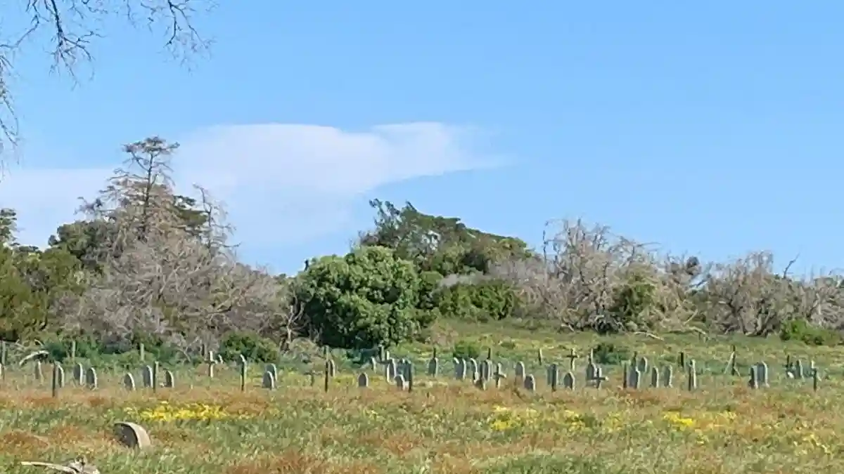Excursão de Meio Dia Robben Island