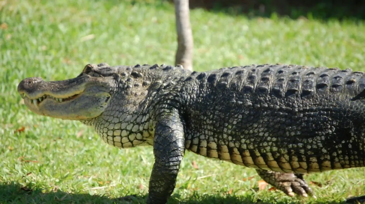 Miami: Everglades-Halbtagestour + Airboat + Bustransfer (Hin- und Rückfahrt) Bereitgestellt von Big Bus USA