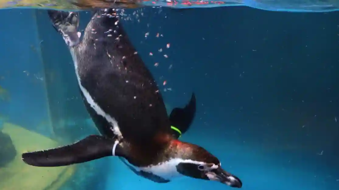 SEA LIFE COEX Seoul Aquarium: Entry Ticket Provided by Tiqets International B.V.