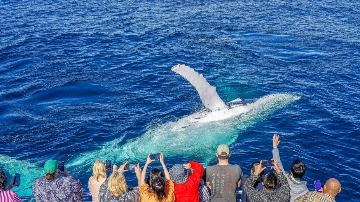 Croisière d'observation des baleines de la Gold Coast Fournie par Sea World Cruises