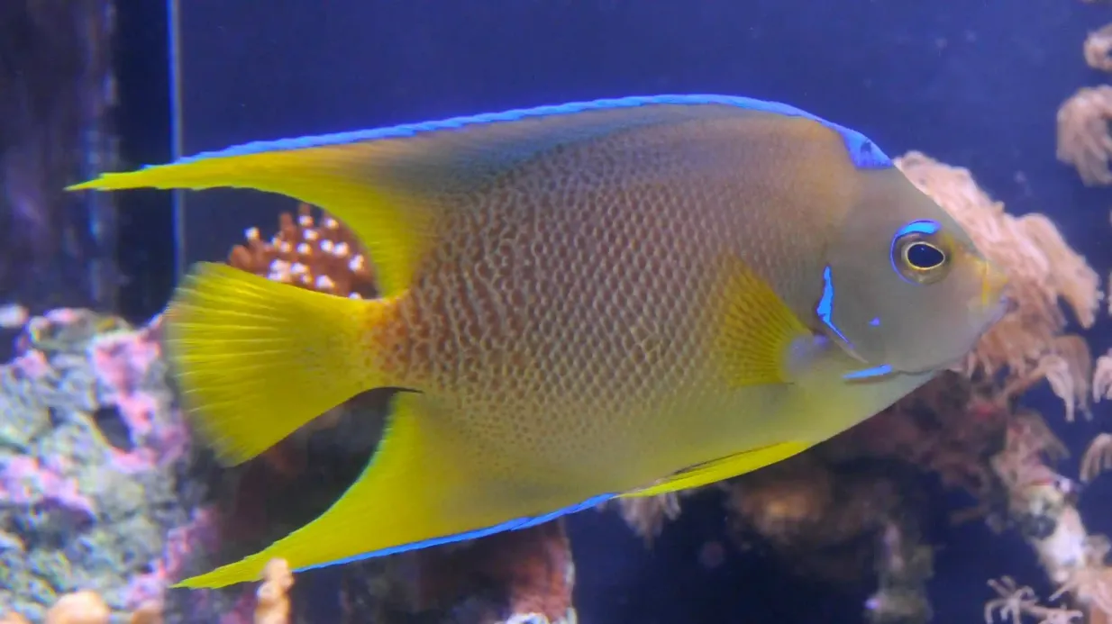 Key West Aquarium: Entry Ticket Provided by Historic Tours of America, Inc