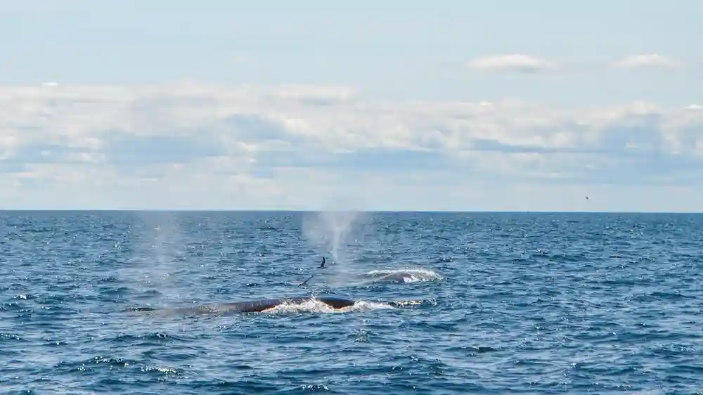 Walbeobachtung im Boston Harbor