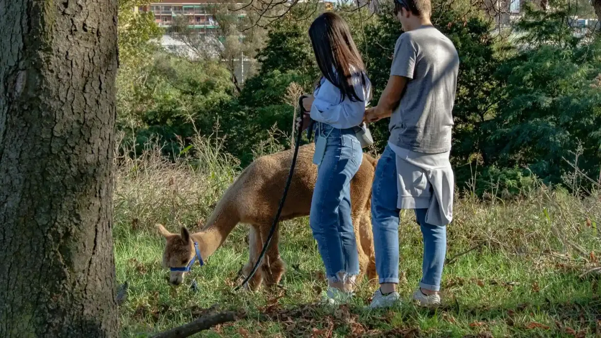 GROW UP - Alpaka del Monviso - Alpakafarm: Geführter Rundgang