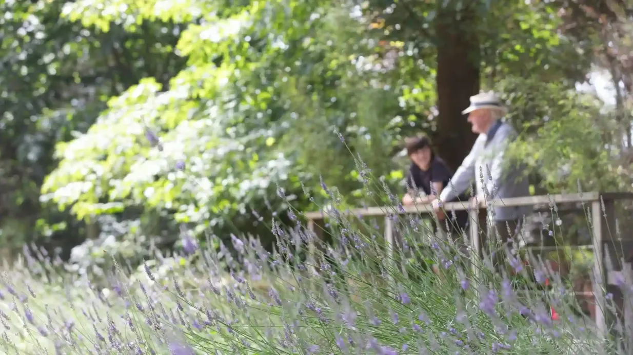 Laberinto y jardines de lavanda de Ashcombe: Entrada