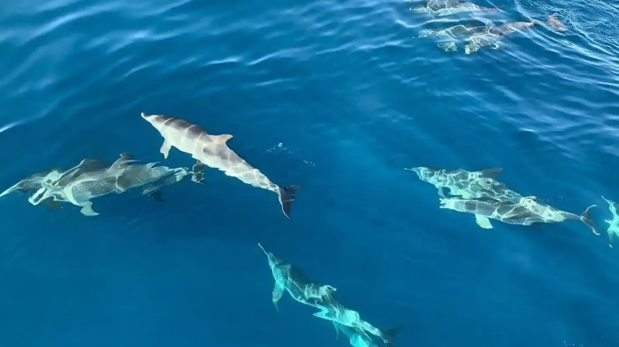 Puerto de Mogan: 4-Hr Dolphin Watching Tour by Keeper Uno Provided by MOGAN SAILING TOURS SL