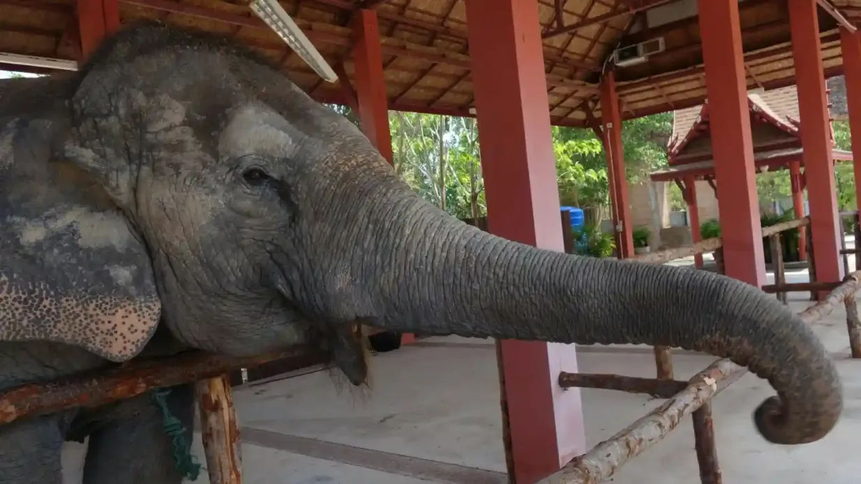 Freedom Elephant Reserve Phuket: Guided Tour + Roundtrip Transport Provided by Freedom Elephant Reserve.co,.ltd