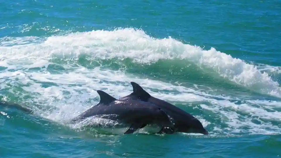 Clearwater: Tour guidato di esplorazione dei delfini in barca Fornito da Tropics Boat Tours LLC