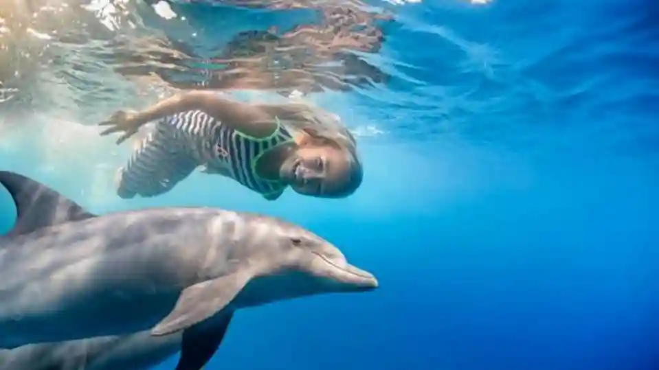 Dolphin House Hurghada: Tour guidato di snorkeling + Trasferimento di andata e ritorno + Pranzo Fornito da Delight Trips