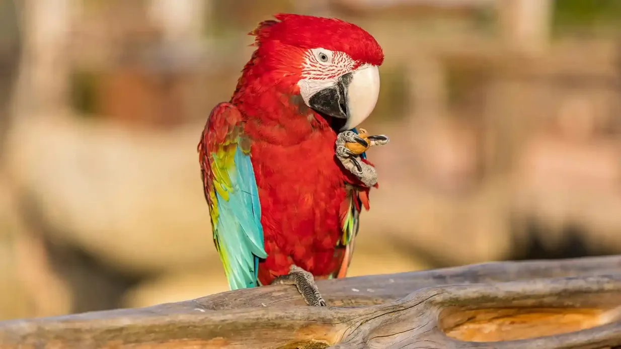 Parrot World: Annual Pass Provided by OMEGA TROPICAL PARK