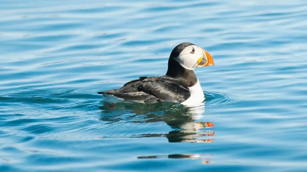 Wale und Papageientaucher Rib Speedboat Tour Bereitgestellt von Húsavík Adventures