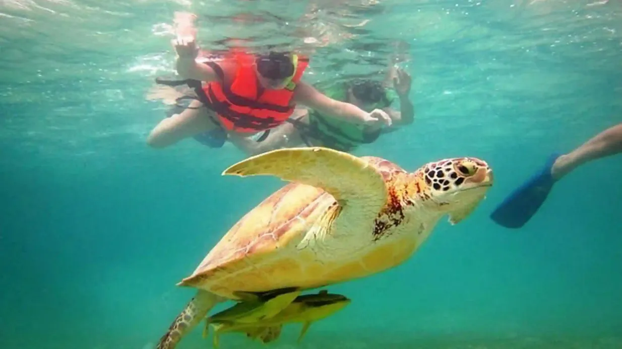 Tulum: Snorkeling con le tartarughe ad Akumal + Cenote Mariposa + Pranzo + Trasferimento Fornito da TRIP ALLIANCE