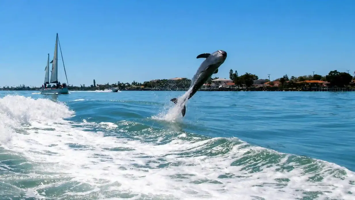 St. Pete Beach Gebiet: Dolphin Racer Speedboat Abenteuer Bereitgestellt von Gray Line Orlando