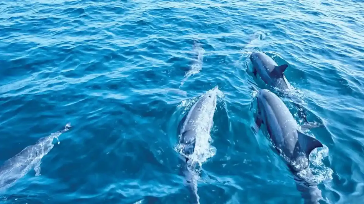 Mallorca: Delfinbeobachtungstour mit dem Glasbodenboot ab Paguera Bereitgestellt von Armadores de Paguera SL