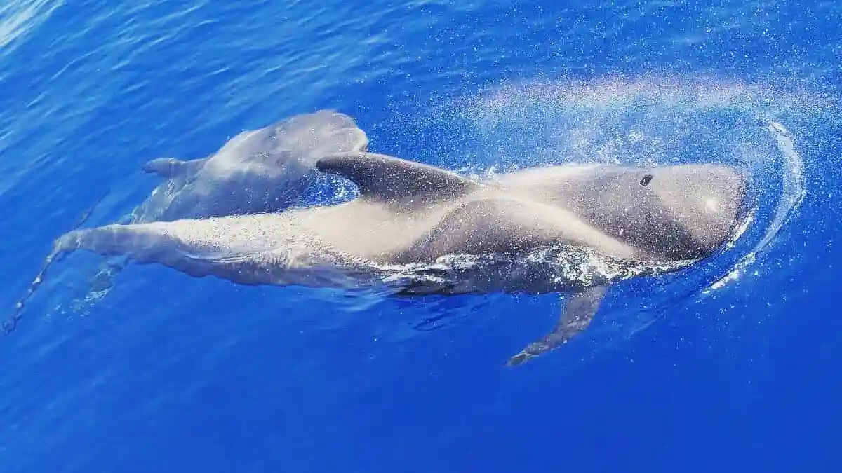 Tenerife: Excursión de 4,5 horas a Masca y Los Gigantes para avistar ballenas y delfines Operado por Funcat Primero SL