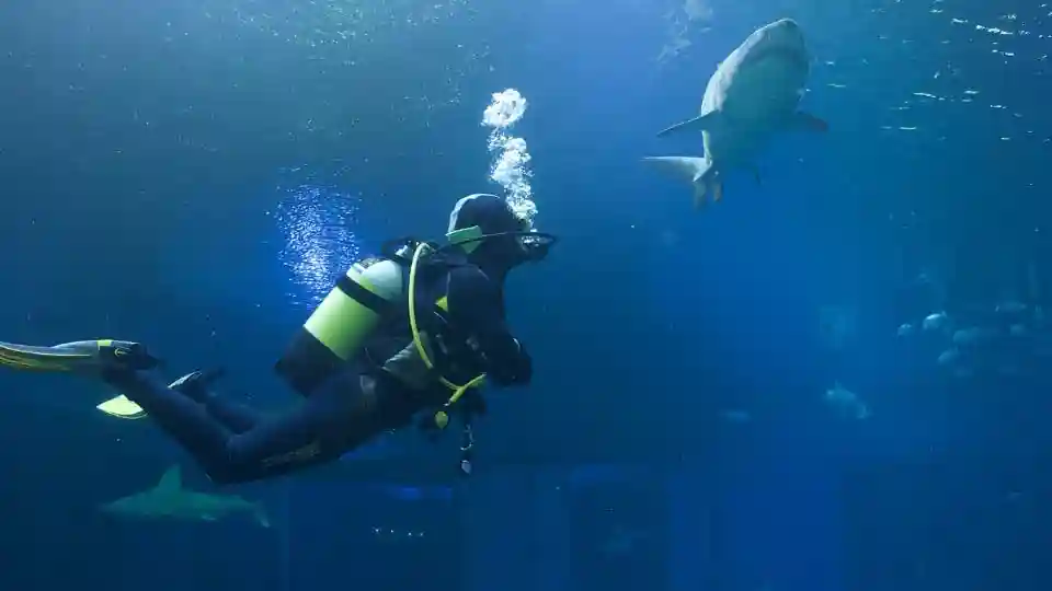 Aquário de Palma: Entrada + Mergulho com tubarões Organizado por PALMA DE MALLORCA AQUARIUM S.A.