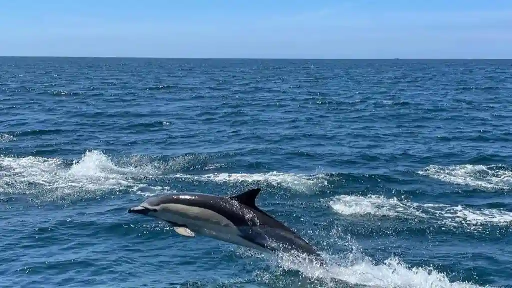 Dolphin Watching Tour from Lagos