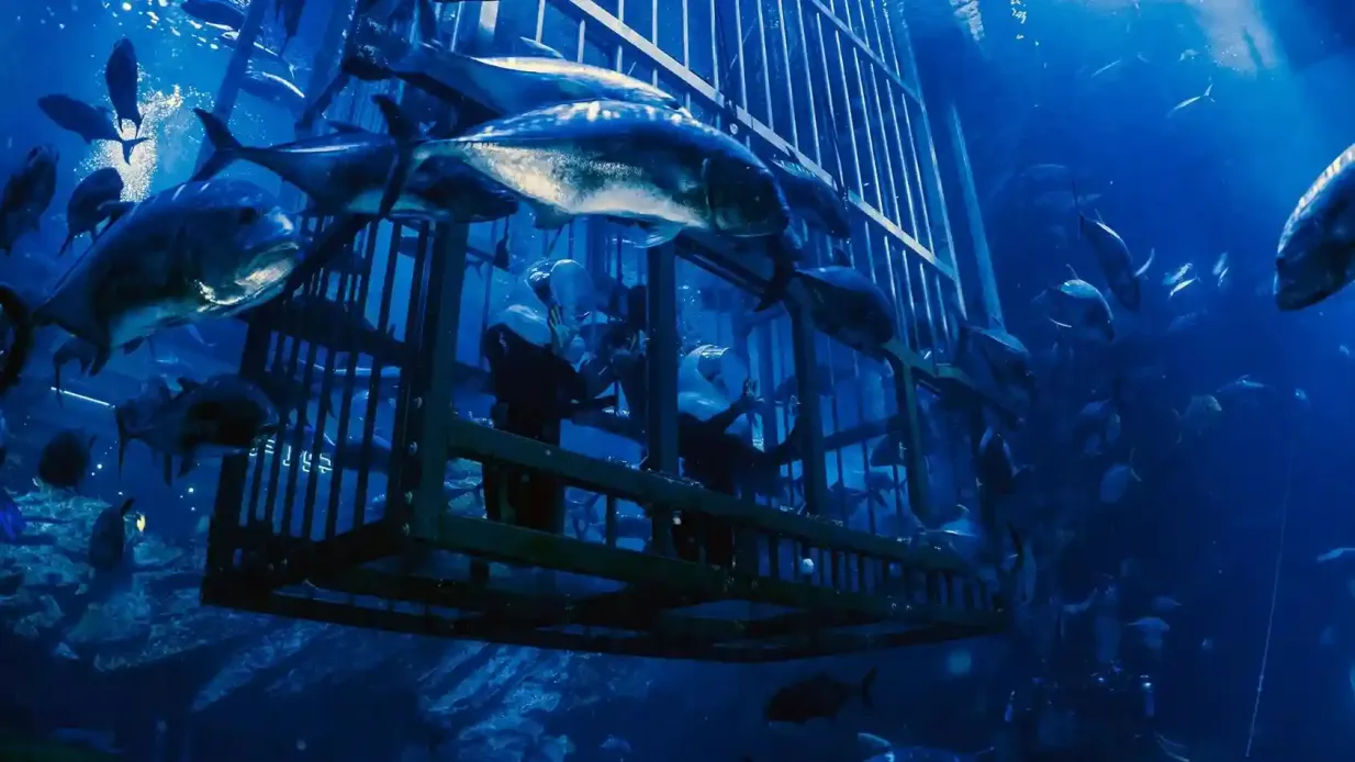 Aquarium et zoo sous-marin de Dubaï : Pass Platine