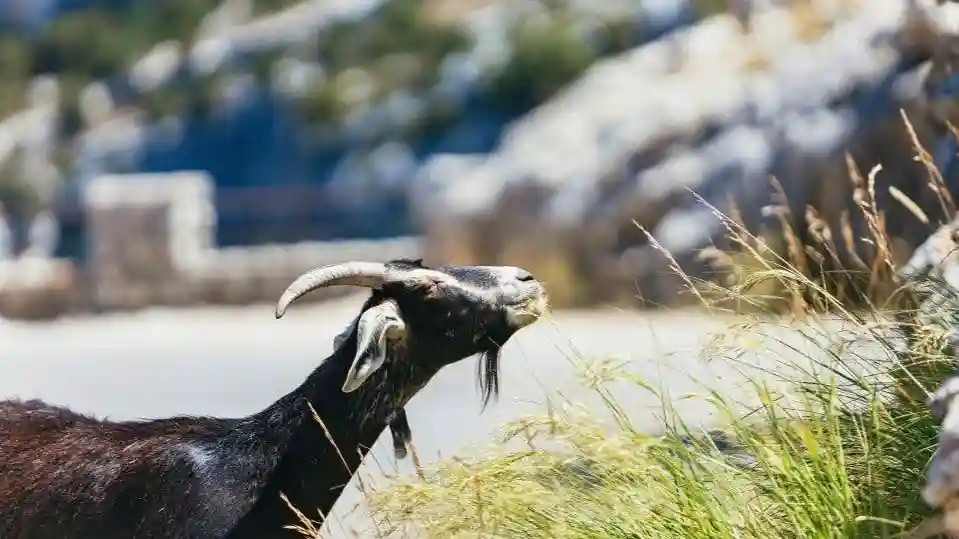 Tour delle Gole del Verdon e dei campi di lavanda Fornito da French Riviera Sightseeing