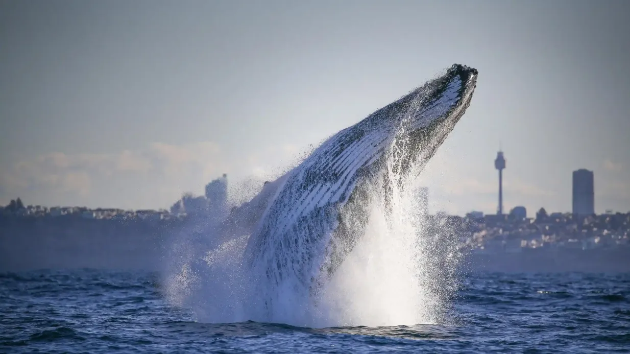 Port de Sydney : Croisière découverte de 2,5 heures pour observer les baleines