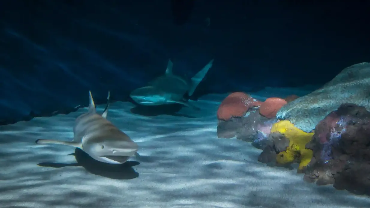 Aquarium of the Pacific: Gutschein für Mitgliedschaft