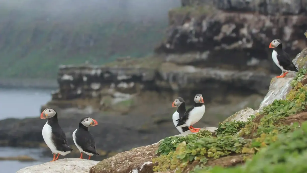 Husavík: Tour zur Beobachtung von Walen und Papageientauchern + Snack Bereitgestellt von North Sailing