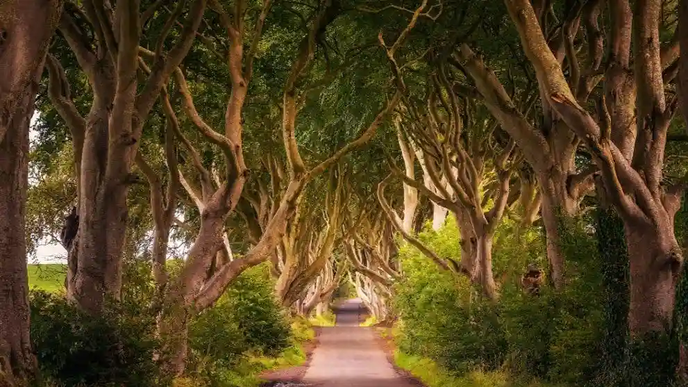 Giant's Causeway: Dark Edges Full Day Tour + Belfast City