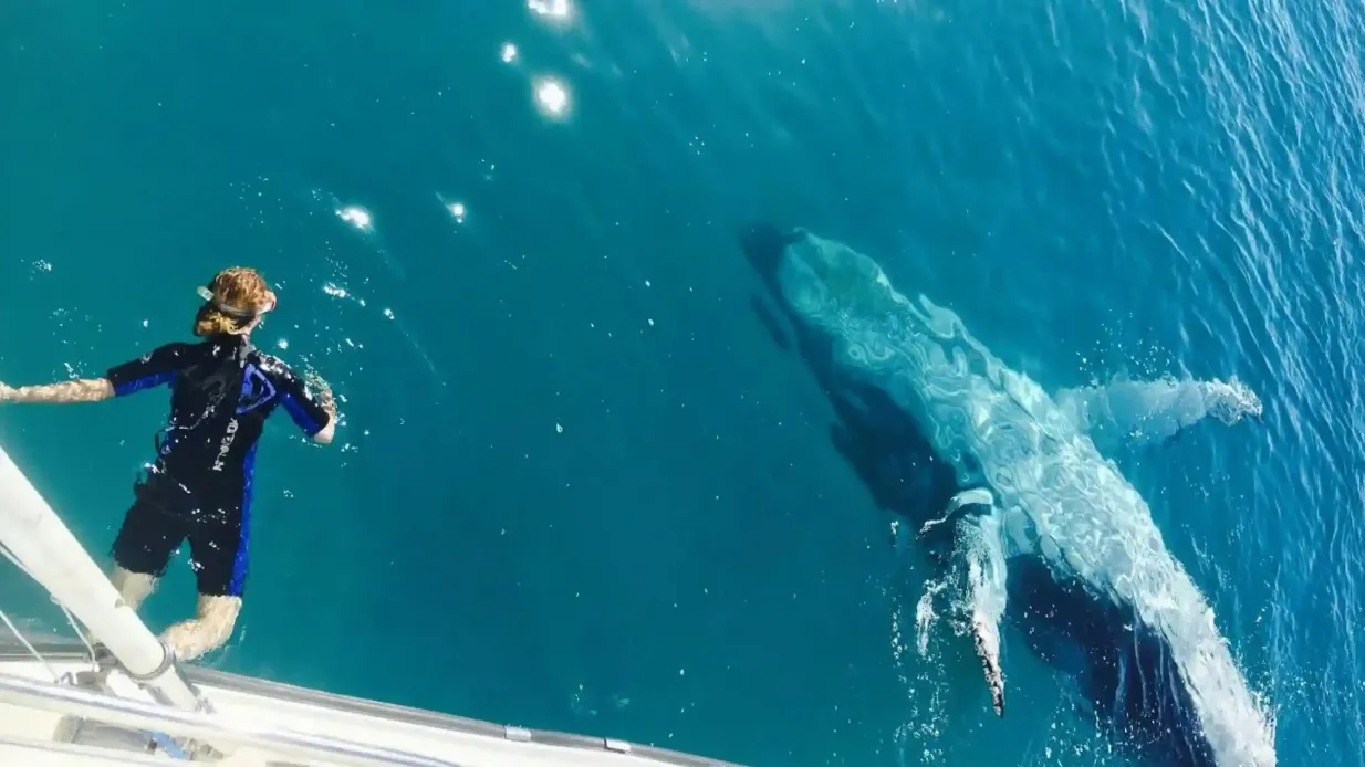 K'gari : Croisière d'observation des baleines à partir de Hervey Bay + promenade guidée + déjeuner buffet Fournie par Tasman Venture