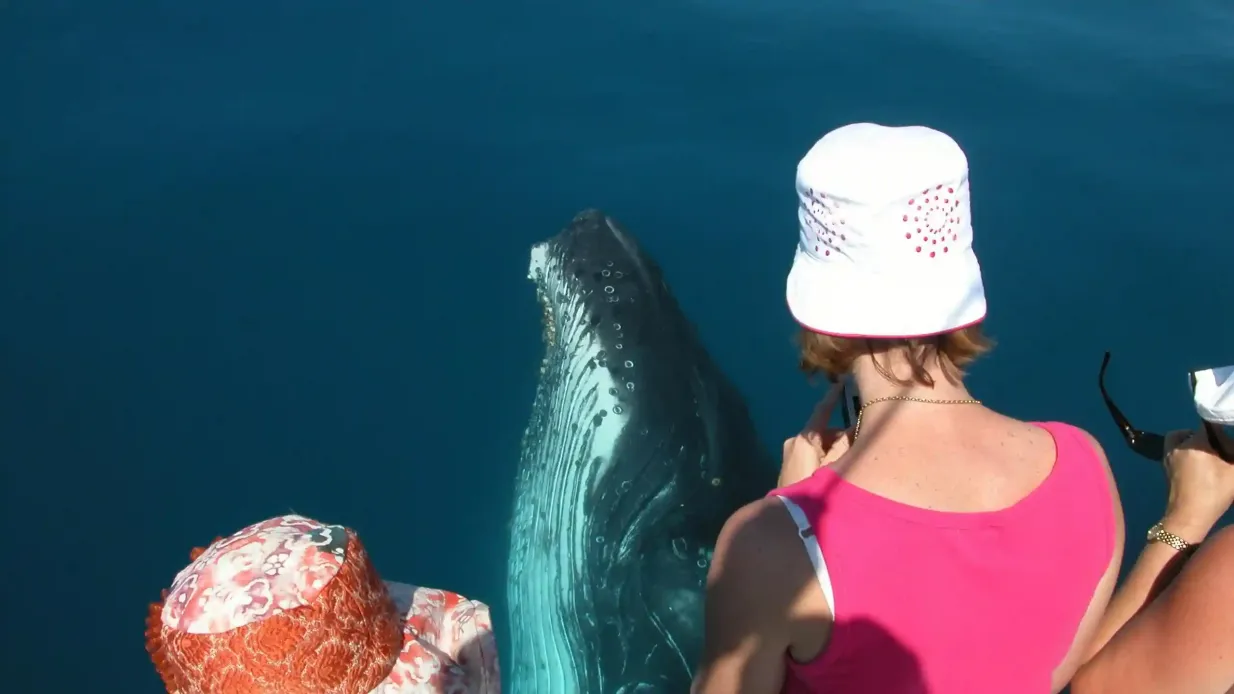 K'gari : excursion guidée d'observation des baleines à partir de Hervey Bay + déjeuner + transferts à l'hôtel Fournie par Blue Dolphin Marine Tours