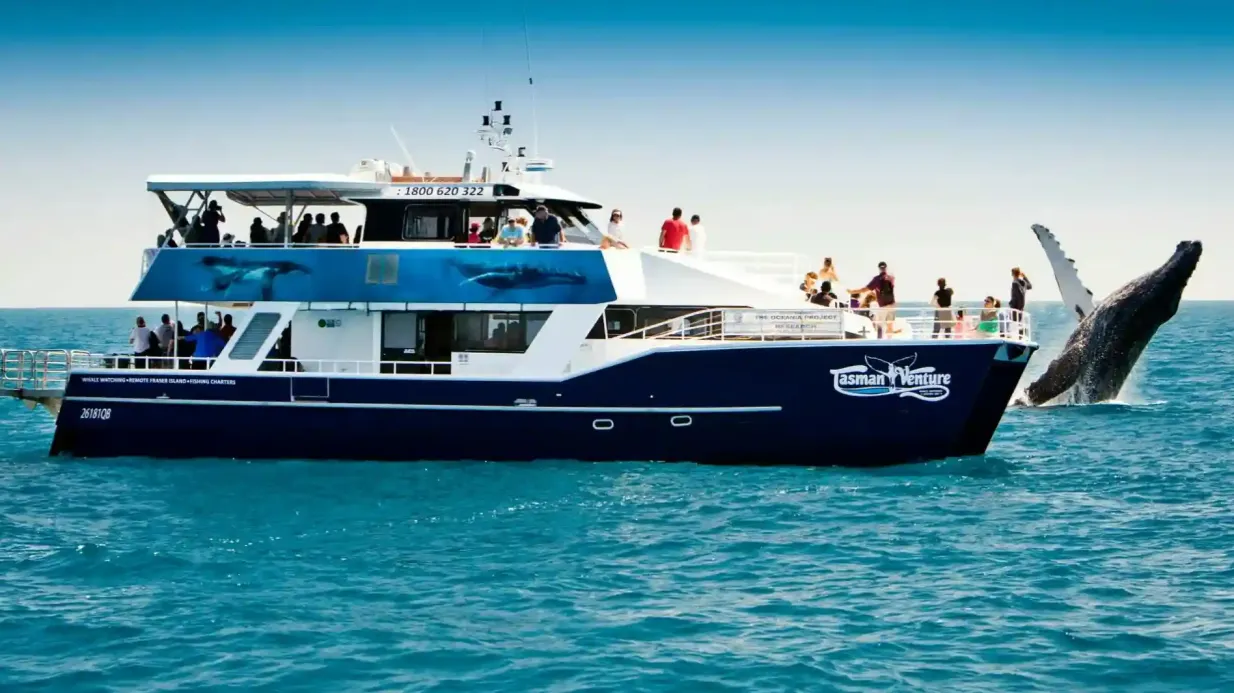 Hervey Bay : Croisière d'une demi-journée pour observer les baleines + transferts Fournie par Tasman Venture