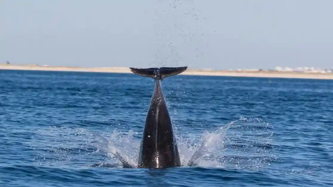 Olhão : Excursion guidée en bateau pour l'observation des dauphins